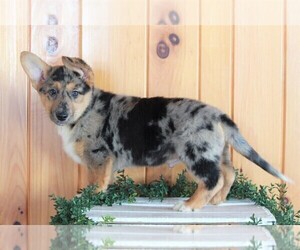 German Shepherd Dog-Welsh Cardigan Corgi Mix Puppy for sale in APPLE CREEK, OH, USA