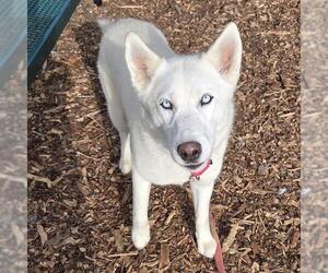 Siberian Husky Dogs for adoption in Waterford, VA, USA