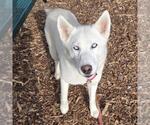 Small Siberian Husky