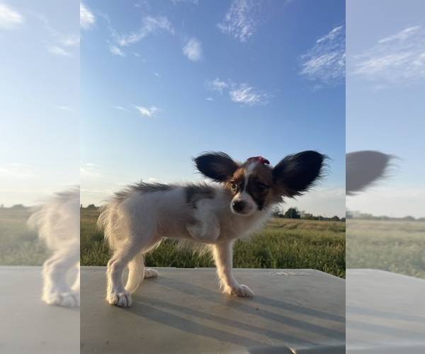 Medium Photo #3 Papillon Puppy For Sale in BELTON, MO, USA