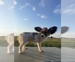 Litter of 3 - Male(s) and Female(s) PapillonLitter of Puppies for Sale - Photo #3