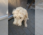 Small Photo #3 Goldendoodle Puppy For Sale in TIGARD, OR, USA