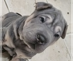 Puppy Linguine Chinese Shar-Pei