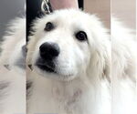 Small #4 Great Pyrenees