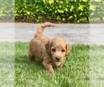 Small Photo #24 Double Doodle Puppy For Sale in LAGRANGE, GA, USA