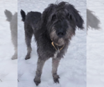 Small Irish Wolfhound-Poodle (Standard) Mix