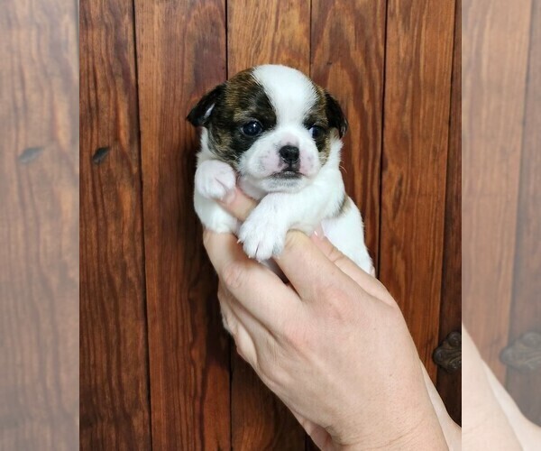 Medium Photo #10 Chihuahua Puppy For Sale in MOUNT AIRY, NC, USA