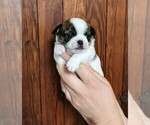 Small #3 Chihuahua