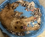 Small Photo #1 Goldendoodle Puppy For Sale in ARKOMA, OK, USA