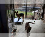 Small #9 German Shepherd Dog
