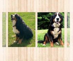 Father of the Bernese Mountain Dog puppies born on 08/27/2022