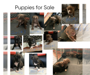 Bullypit Puppy for sale in MENLO PARK, CA, USA