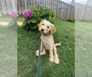 F2 Aussiedoodle Puppy for sale in DACULA, GA, USA