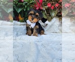 Small #3 Yorkshire Terrier