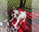 Small Photo #2 French Bulldog Puppy For Sale in LEWISBURG, TN, USA