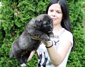 Caucasian Shepherd Dog Puppy for sale in HOMER, NY, USA