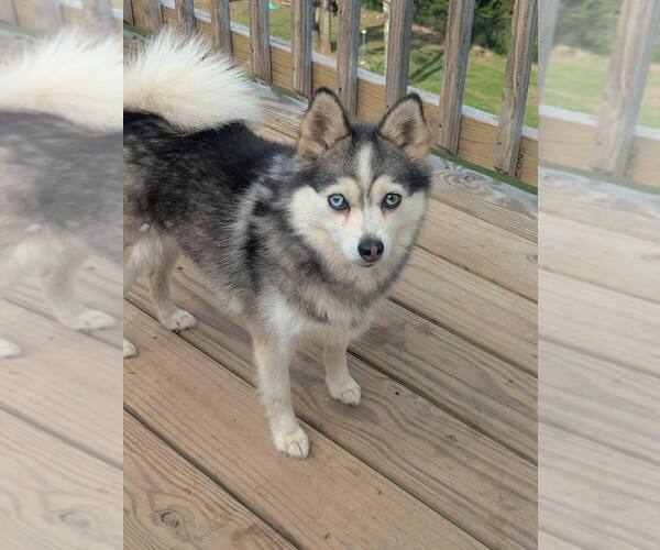 Medium Photo #1 Pomsky Puppy For Sale in New York, NY, USA