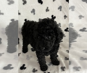 Poodle (Toy) Puppy for sale in PLANO, TX, USA