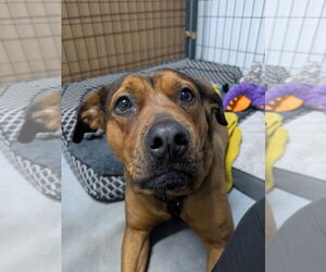 American Staffordshire Terrier-Unknown Mix Dogs for adoption in NEWPORT NH, NH, USA