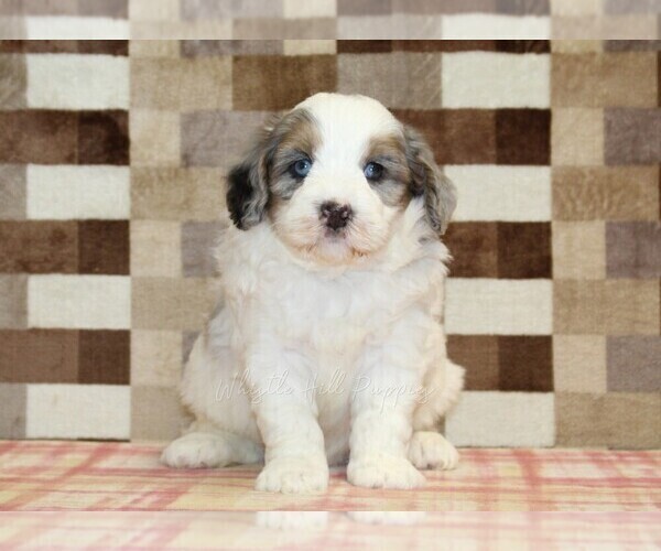 Medium Photo #3 Bernedoodle (Miniature) Puppy For Sale in DENVER, PA, USA