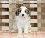 Small #2 Bernedoodle (Miniature)