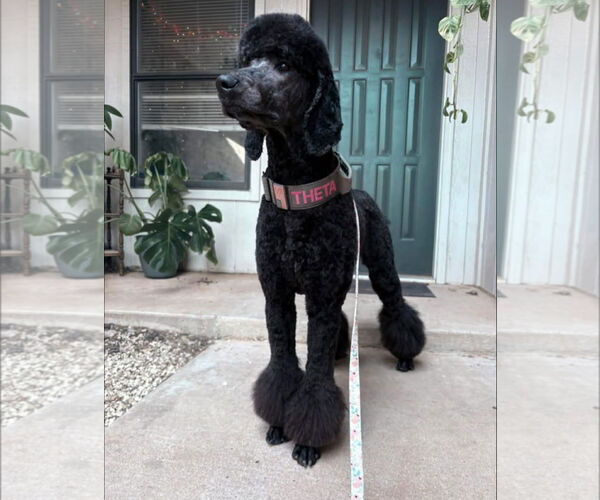 Medium Photo #1 Poodle (Standard)-Unknown Mix Puppy For Sale in Grafton, WI, USA