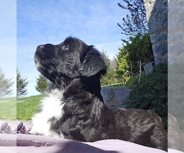 Medium Photo #13 Tibetan Terrier Puppy For Sale in WATERLOO, NY, USA