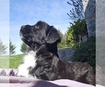 Small Photo #13 Tibetan Terrier Puppy For Sale in WATERLOO, NY, USA