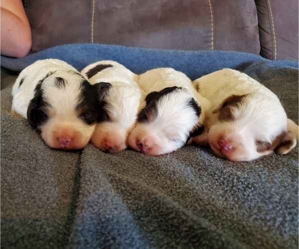 Medium Photo #1 Bernedoodle (Miniature) Puppy For Sale in LEETONIA, OH, USA