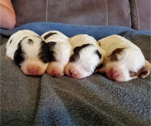 Bernedoodle (Miniature) Puppy for Sale in LEETONIA, Ohio USA