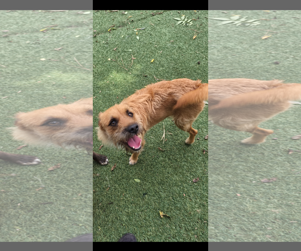 Medium Photo #2 Mutt Puppy For Sale in Texarkana, TX, USA