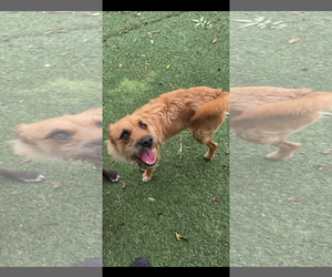 Dexter - Male Mutt Dog for Adoption - Photo #2