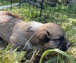 Small Photo #3 Pembroke Welsh Corgi Puppy For Sale in BRYAN, TX, USA