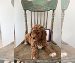 Small Photo #6 Goldendoodle Puppy For Sale in LOUISVILLE, KY, USA