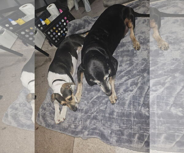 Medium Photo #19 American Staffordshire Terrier-Unknown Mix Puppy For Sale in Princeton, MN, USA