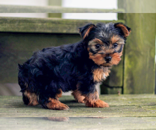 Medium Photo #2 Yorkshire Terrier Puppy For Sale in NAPPANEE, IN, USA