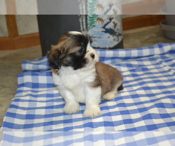 Medium Photo #2 Shih Tzu-Zuchon Mix Puppy For Sale in GREENWOOD, WI, USA