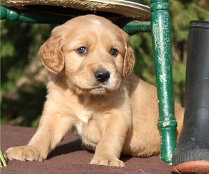Goldendoodle Puppy for sale in JONES, MI, USA