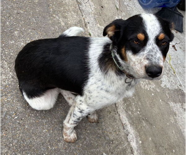 Medium Photo #2 Australian Shepherd Puppy For Sale in Scottsboro, AL, USA