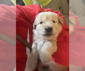 Golden Retriever Puppy for sale in ALBUQUERQUE, NM, USA