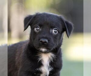 Dachshund-Unknown Mix Dogs for adoption in San Diego, CA, USA