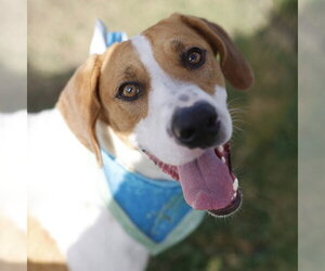 Mutt Dogs for adoption in San Antonio, TX, USA