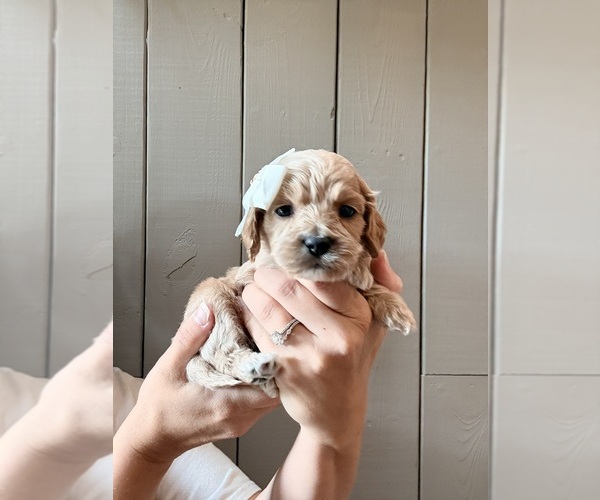 Medium Photo #5 Cock-A-Poo Puppy For Sale in TRINITY, NC, USA