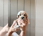 Small #4 Cock-A-Poo