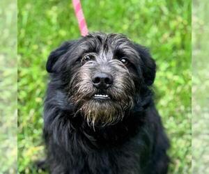 Miniature Schnauzer-Unknown Mix Dogs for adoption in Yardley, PA, USA