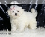 Small #2 Maltese