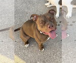 Small Mutt