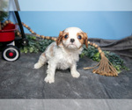 Small #2 Cavalier King Charles Spaniel