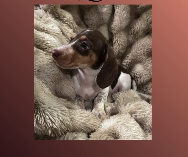 Medium Photo #3 Dachshund Puppy For Sale in PITTSBURG, CA, USA