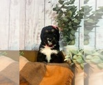 Small #2 Bernedoodle